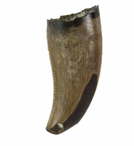 Serrated, Theropod (Raptor) Tooth - Montana #97440